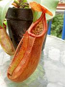 Nepenthes x 'Red Dragon'